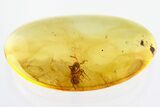 Detailed Fossil Ant (Prenolepis) In Baltic Amber #328122-1